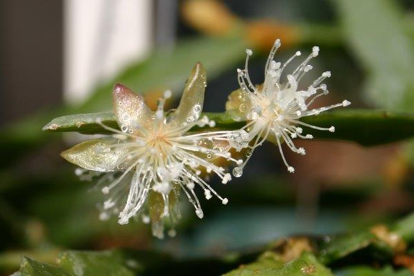http://www.cloudjungle.com/CloudJungle/Cactaceae/Rhipsalis/Rhipsalis occidentalis flower1.jpg
